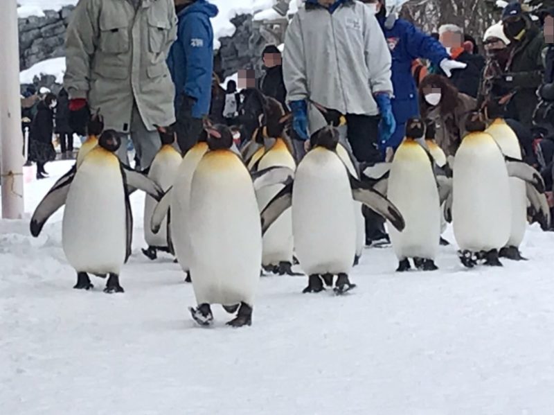 旭山動物園のペンギンパレード