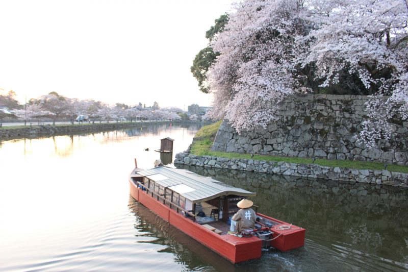 彦根城の桜と遊覧船