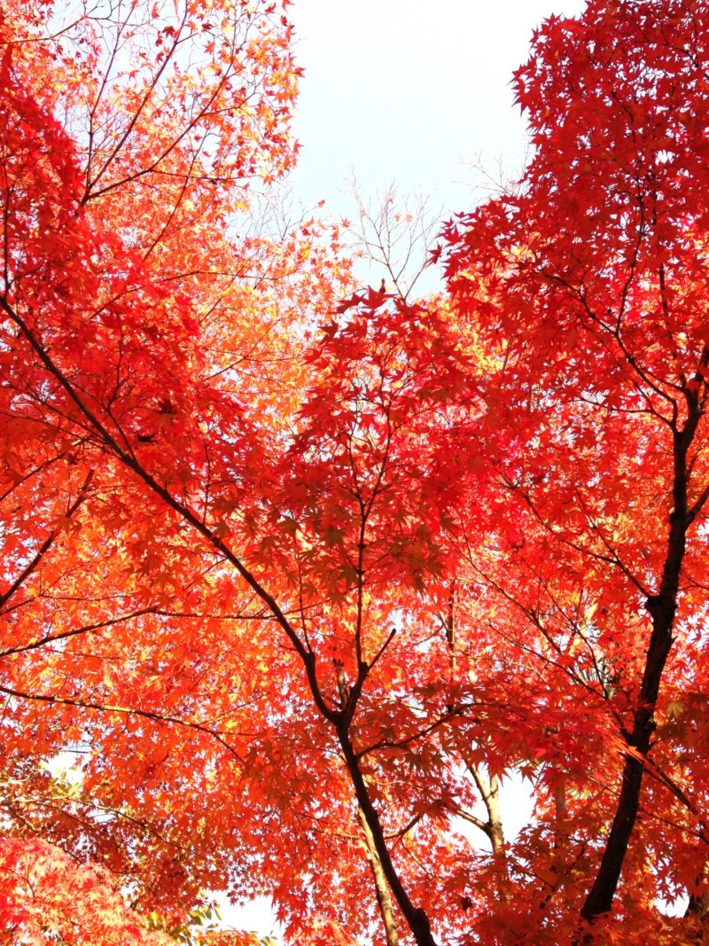永観堂禅林寺の紅葉