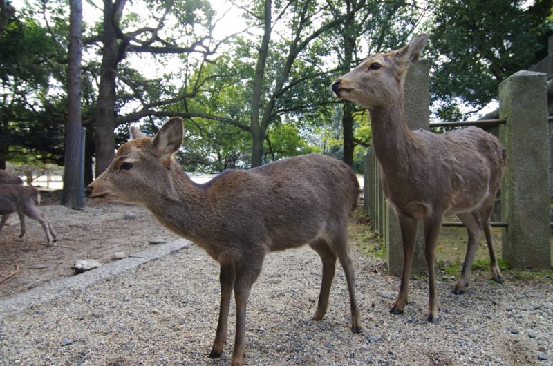 奈良の春日大社の鹿