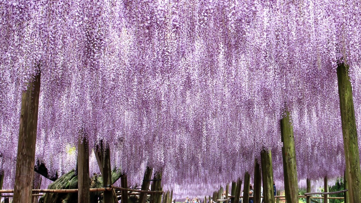 福岡県北九州市の河内藤園の藤棚のチケットの買い方や見頃は Cnnの 日本の最も美しい場所31選 に選出 しゅう大阪ブログ